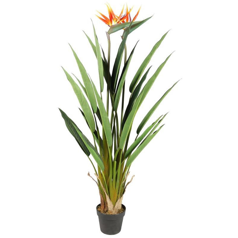 Planta Strelitzia ave del paraiso