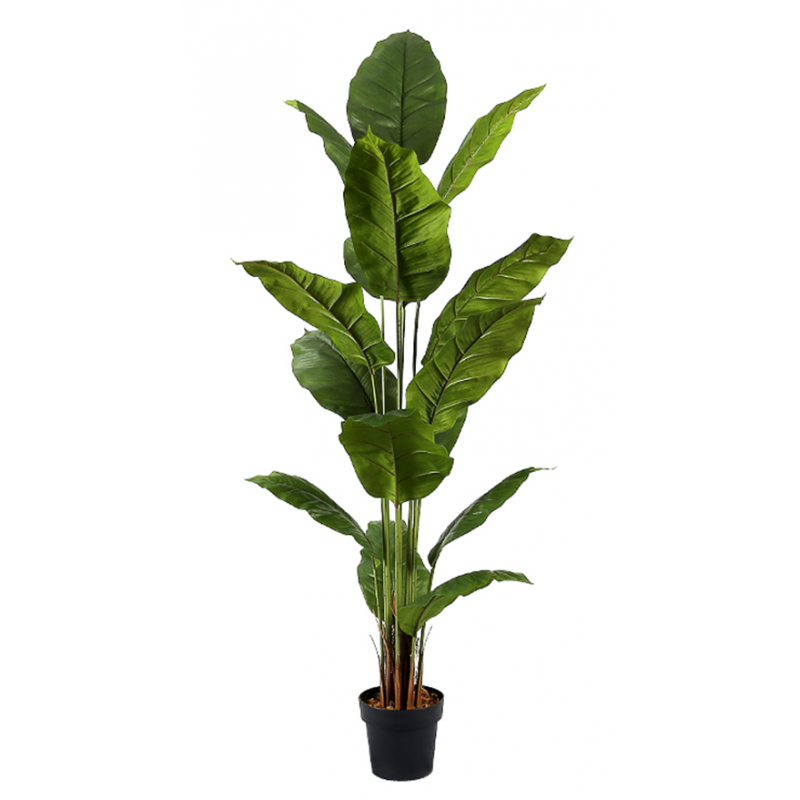 Planta artificial SPATHIPHYLLUM altura 180 cm