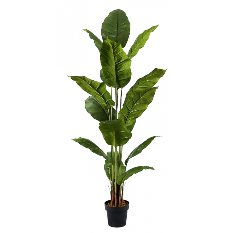 Plante artificielle SPATHIPHYLLUM hauteur 180 cm