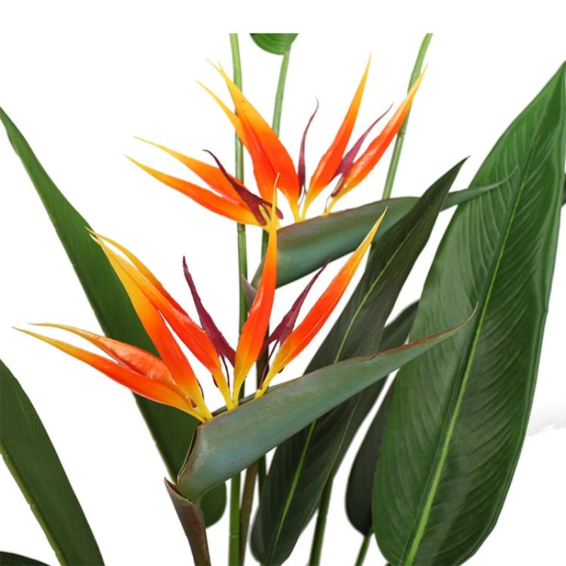 Plante oiseau de paradis Strelitzia