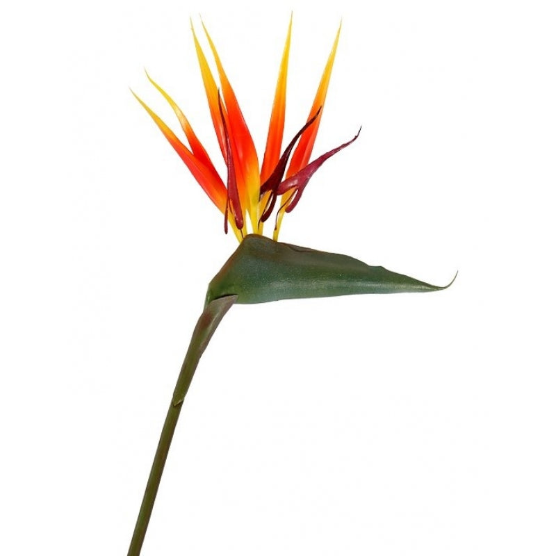 Plante oiseau de paradis Strelitzia